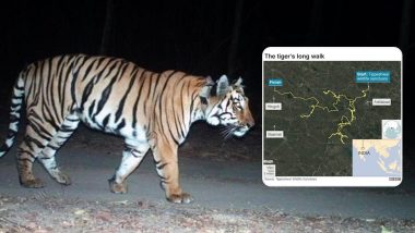 Maharashtra: Tiger Walks 1,300 Kms in 5 Months to Find a Mate and Prey, Making it The 'Longest Walk Ever'