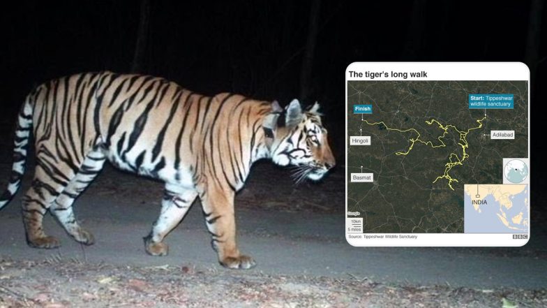 Maharashtra: Tiger Walks 1,300 Kms in 5 Months to Find a Mate and Prey, Making it The 'Longest Walk Ever'