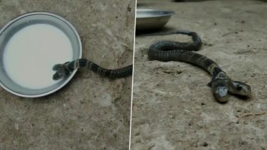 Two-Headed Snake Found in West Bengal Village (View Pics and Video)
