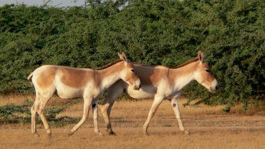 Wild Ass Census: First-Ever Survey to Count Number of Indian Onagers in Ahmedabad to be Conducted in January 2020
