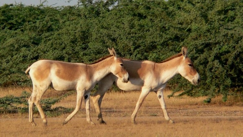 Wild Ass Census: First-Ever Survey to Count Number of Indian Onagers in Ahmedabad to be Conducted in January 2020