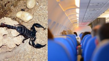 Scorpion Stings Woman on United Airlines Flight; Attendants Capture It