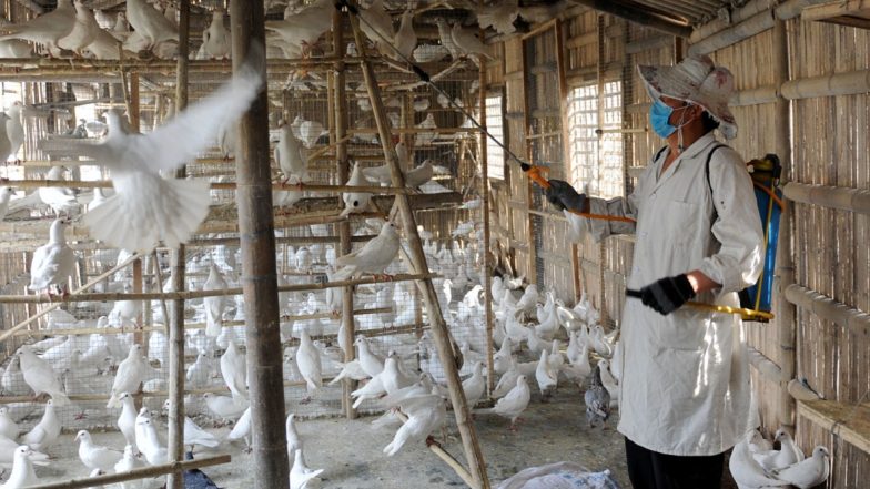 Bird Flu Outbreak in India: Avian Influenza Confirmed in Poultry Farms Across 8 Districts in Maharashtra, Crows Affected in Uttarakhand’s Rudraprayag; Check Status of Affected States
