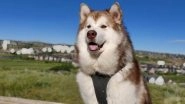 Bengaluru Man&rsquo;s Missing Alaskan Malamute Dog Worth Rs 8 Crore Found!