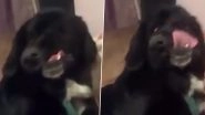 Rescue Dog, Bethany Born With Disfigured Face Is Looking for Permanent Home! Video of the Labrador-Cross Will Melt Your Heart
