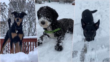It’s Winter! Dog Owners Share Outrightly Adorable Photos and Videos of Their Pets Playing in First Snow of This Season