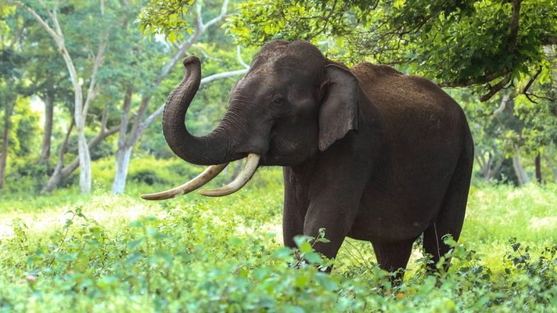 Ooty: 3-Month Old Elephant Calf, Separated from Mother, Dies of Dehydration in Mudumalai Tiger Reserve