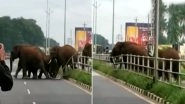 Herd of Wild Elephants Halt Traffic As They Break the Centre Median to Cross National Highway in Coimbatore (Watch Video)