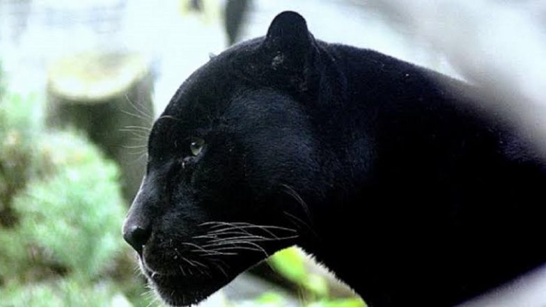 Panic Grips Udaipur After Panther Enters City Palace