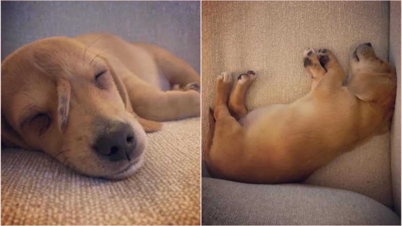 Narwhal, the ‘Unicorn Puppy’ With Tail on His Forehead Adopted by Missouri Organisation That Rescued Him; See Adorable Pics and Videos