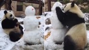 Moscow Zoo Panda Dindin Delightfully Eats Arms and Nose of Snowman, Adorable Video Goes Viral