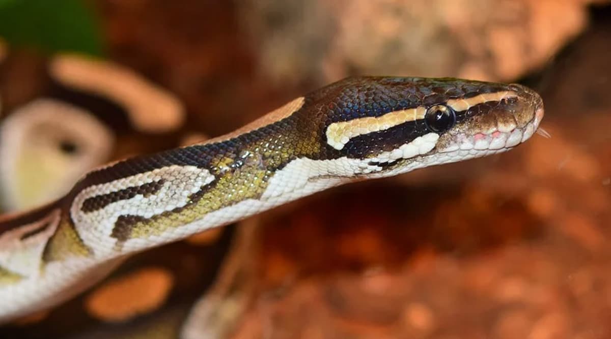 Python on a Plane! Snake Falls From Jet Onto Runway At New Zealand Airport Python on a Plane! Snake Falls From Jet Onto Runway At New Zealand Airport