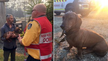 Wilbur, the Sausage Dog Reunites With Owner After He Was Lost in Raging NSW Fires (View Pic and Video)