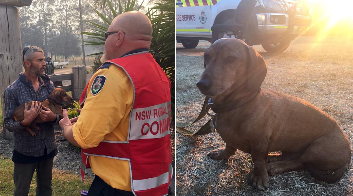 Wilbur, the Sausage Dog Reunites With Owner After He Was Lost in Raging NSW Fires (View Pic and Video) Wilbur, the Sausage Dog Reunites With Owner After He Was Lost in Raging NSW Fires (View Pic and Video)