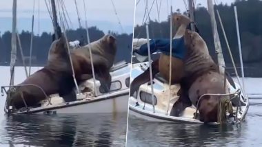 Two Giant Sea Lions Nearly Sink the Boat While Taking a Joy Ride in US, Watch Video