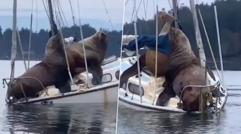 Two Giant Sea Lions Nearly Sink the Boat While Taking a Joy Ride in US