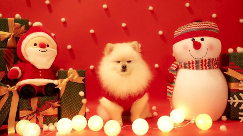 Santa Paws! These 7 Pics of Dogs Dressed in Red and White Theme Is Too Christmassy to Miss