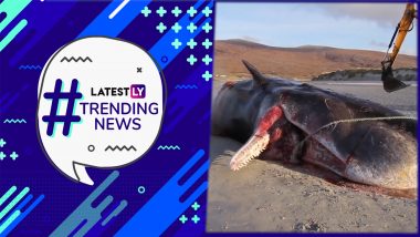 Thiago And Mateo Messi Go Viral, A Sperm Whale Dies Due To Pollution, Seattle Seahawks Victory Dance & Other Trending News
