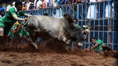Jallikattu to Be Held in Tamil Nadu's Palamedu Today Amid Fanfare, 700 Bulls to Participate This Year; Watch Video