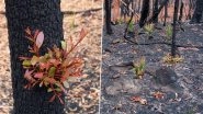 New Bloom Rises From Australia Bushfires' Ashes! Pics of Plants and Bushes Regrowing Take Over the Internet and Netizens Can't Contain Their Joy