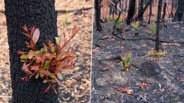 Image result for AUSTRALIA FIRES PLANTS PHOTOGRAPHED REGROWING IN ASHES