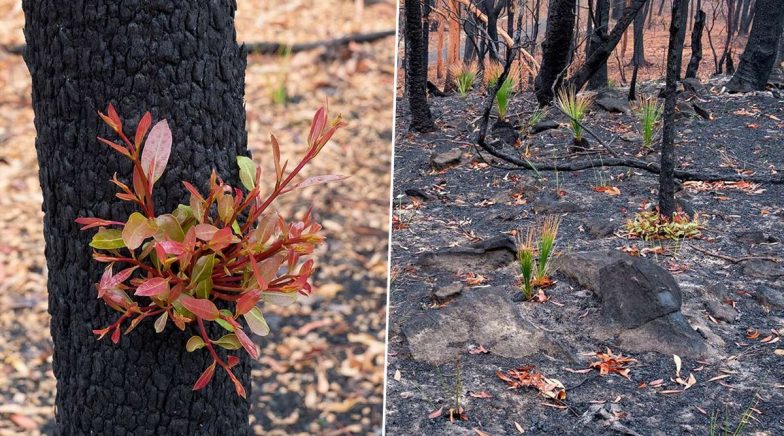New Bloom Rises From Australia Bushfires' Ashes! Pics of Plants and Bushes Regrowing Has Taken Over the Internet 