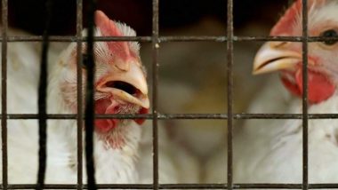 Bird Flu Outbreak in Chhattisgarh Kills More Than 5000 Birds in Koriya District, Over 15,000 Birds Slaughtered