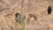 Video of Tiger Getting Scared Away by Sloth Bear at Ranthambore National Park Goes Viral