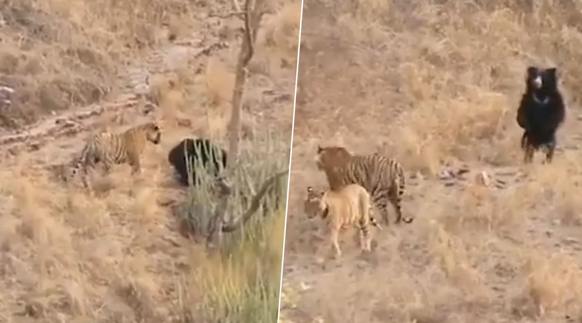 Video of Tiger Getting Scared Away by Sloth Bear at Ranthambore National Park Goes Viral Video of Tiger Getting Scared Away by Sloth Bear at Ranthambore National Park Goes Viral
