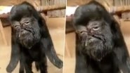Unbelievable Mutant Goat with 'Human-Face' Born in Rajasthan! People Worship It as 'Avatar of God'; Know More About the Birth Defect, Cyclopia
