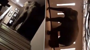 Elephant Caught Wandering Around in Sri Lankan Hotel Lobby! Viral Video Takes over Twitter Churning Hilarious Reactions