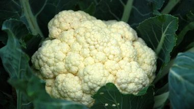 Man's Cauliflower-Like Cancerous Tumour on His Penis Noted by Police Officer Who Pulled Him over After Being Suspicious of a 'Large Bulge'