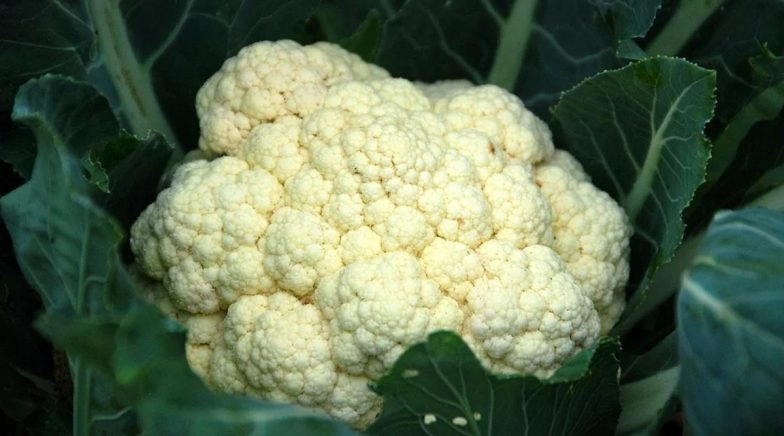 Man's Cauliflower-like Cancerous Tumour on His Penis Noted by Police Officer Who Pulled Him over After Being Suspicious of a 'Large Bulge'
