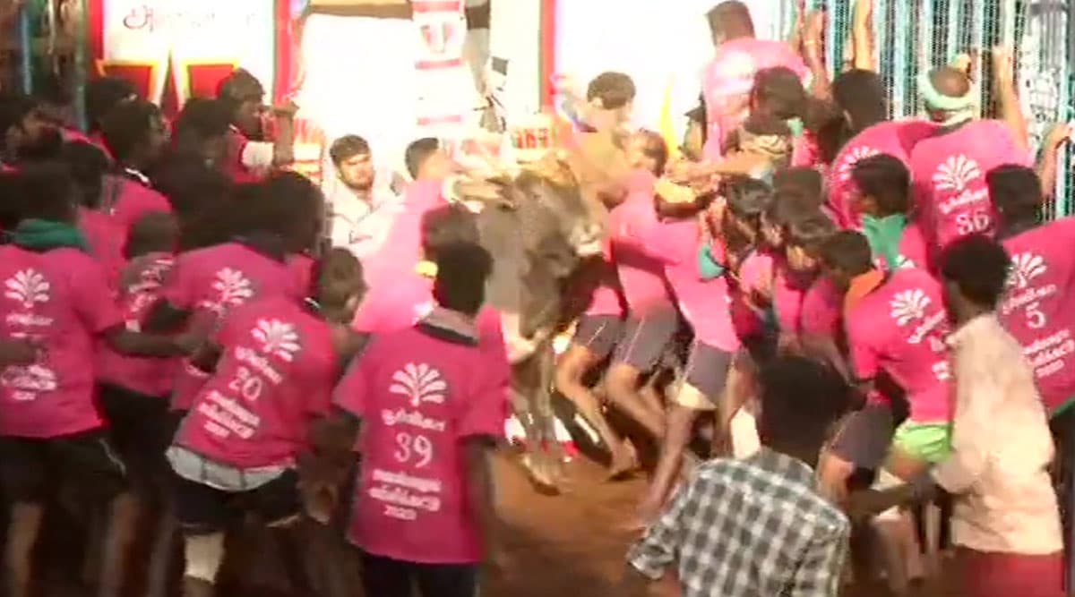 Jallikattu 2020: Bull Taming Sport Begins at Avaniyapuram Village of Madurai, Authorities Review Arrangements (Watch Video) Jallikattu 2020: Bull Taming Sport Begins at Avaniyapuram Village of Madurai, Authorities Review Arrangements (Watch Video)