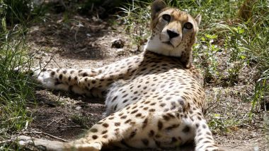 African Cheetah Coming Soon! Supreme Court Allows Centre to Bring Big Cat to Suitable Wildlife Habitat in India