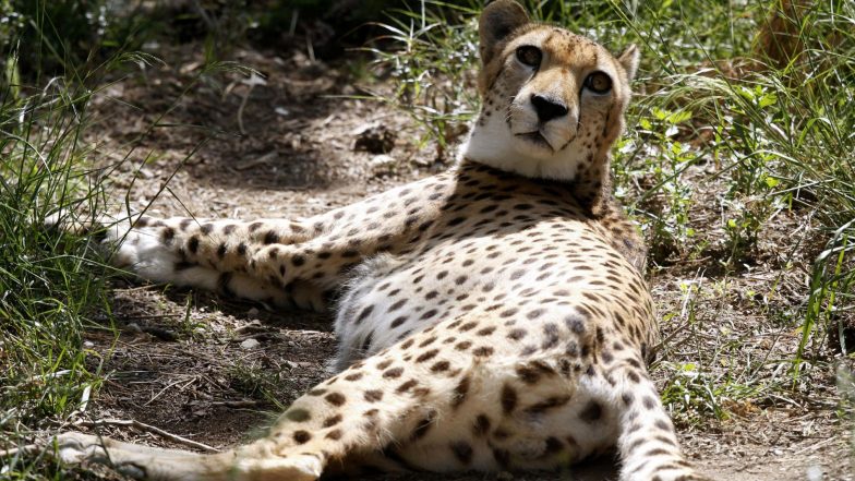 Endangered Saharan Cheetah Filmed in Algeria for First Time in a Decade