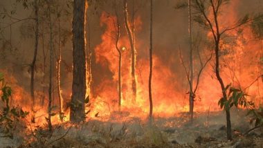 Australia Bushfire: Rescuers Race to Save Animals on Fire-Ravaged ‘Galapagos’