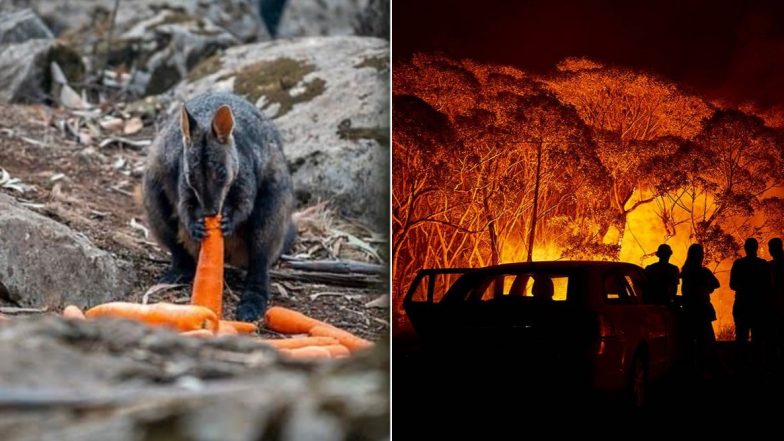 As Australian Bushfires Continue to Rage, Here Are a Few Heartwarming Stories That Will Move You (Pics & Videos)