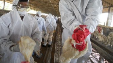 Bird Flu in Palghar: District Administration Orders Closure of All Poultry Farms and Shops Selling Chicken for Next 21 Days After Death of 45 Chickens at Poultry Farm