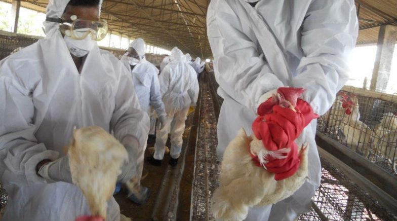 Bird Flu Pandemic: Properly Cooked Poultry Meat, Eggs Safe To Eat, Says 