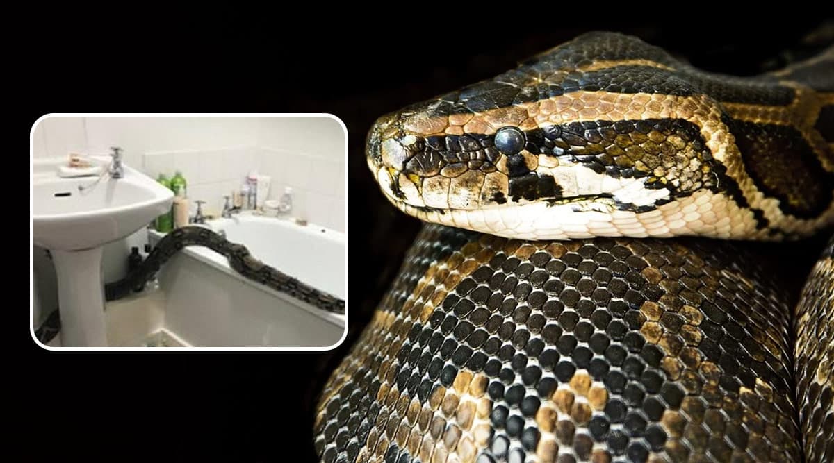 giant boa constrictor in kitchen in virginia