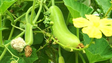 Bottle Gourd: From Weight Loss to Preventing Stress, Here Are 5 Amazing Health Benefits of Lauki