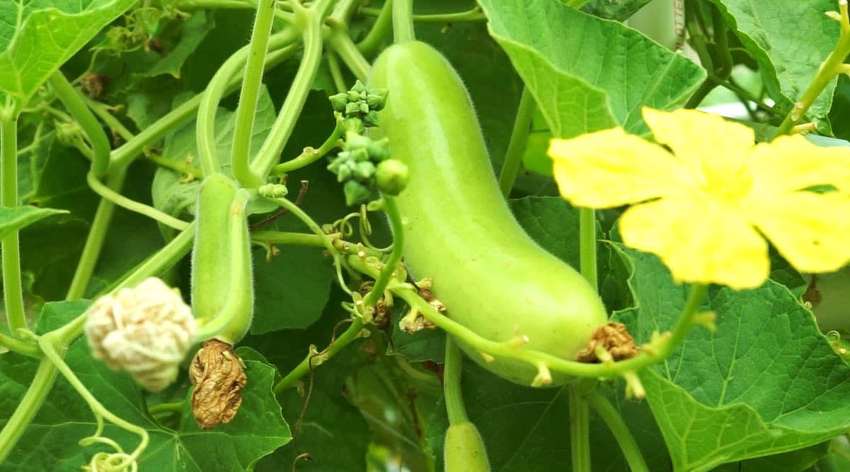 bottle-gourd-an-taka-vegetable