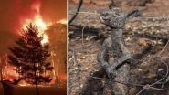 Australian Bushfires: Heartbreaking Viral Picture of Kangaroo Burnt to Death While Escaping From Raging Fires Shows The Reality of This Disaster