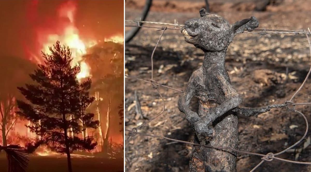 Australian Bushfires: Heartbreaking Viral Picture of Kangaroo Burnt to