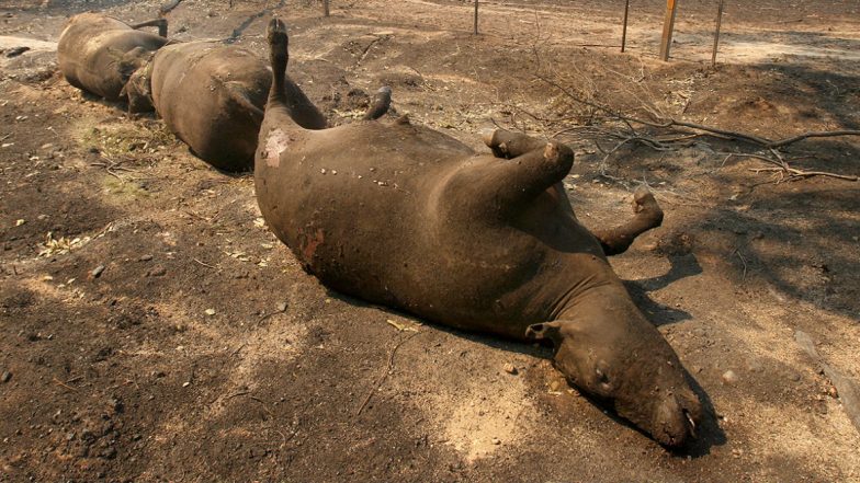 Australia Bushfires: Photos of Devastating Blaze And Heartbreaking Moments