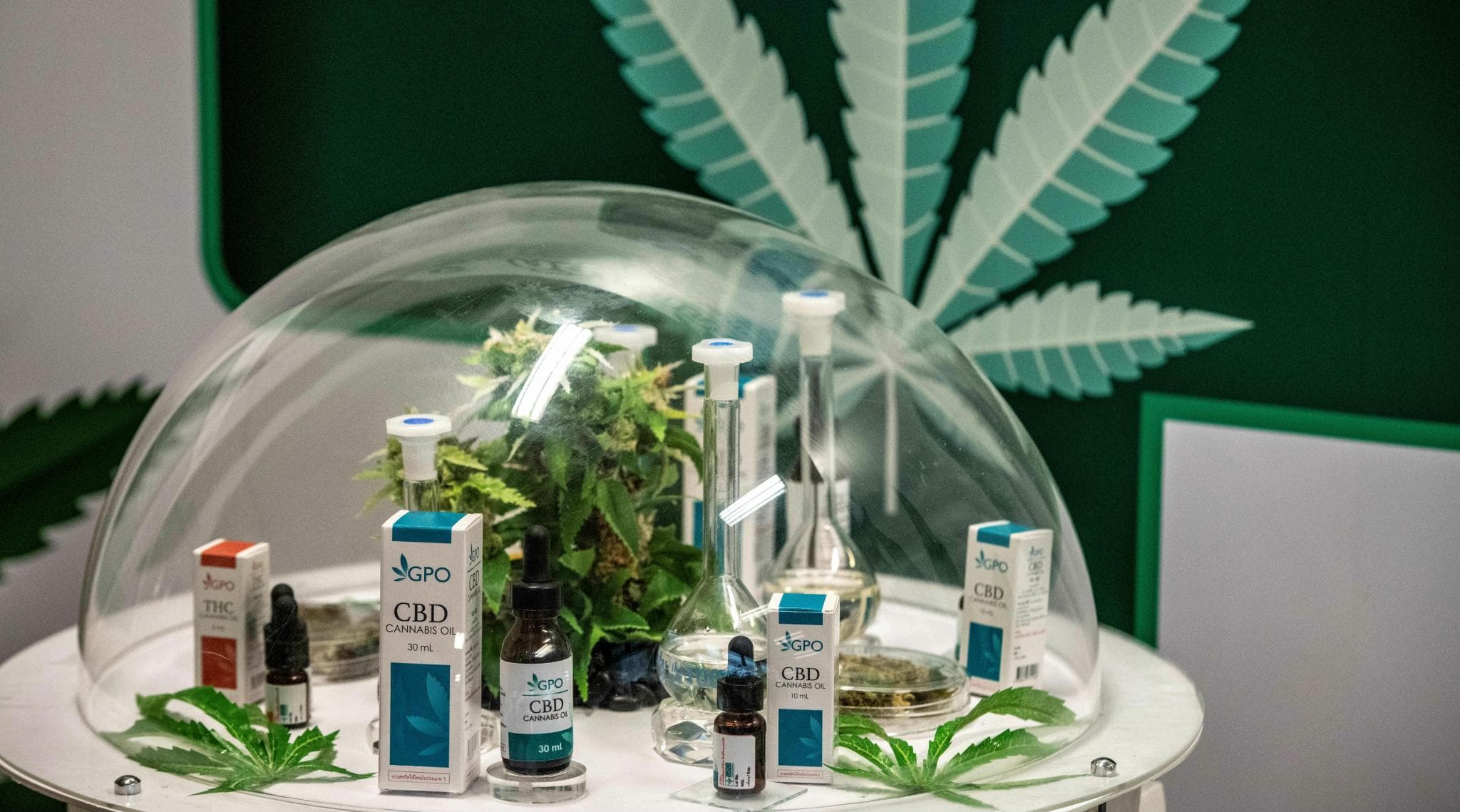 Bangkok Medical Marijuana Clinic Rolls Out Free Handouts of Cannabis Oil to Cancer And Insomniac Patients Bangkok Medical Marijuana Clinic Rolls Out Free Handouts of Cannabis Oil to Cancer And Insomniac Patients