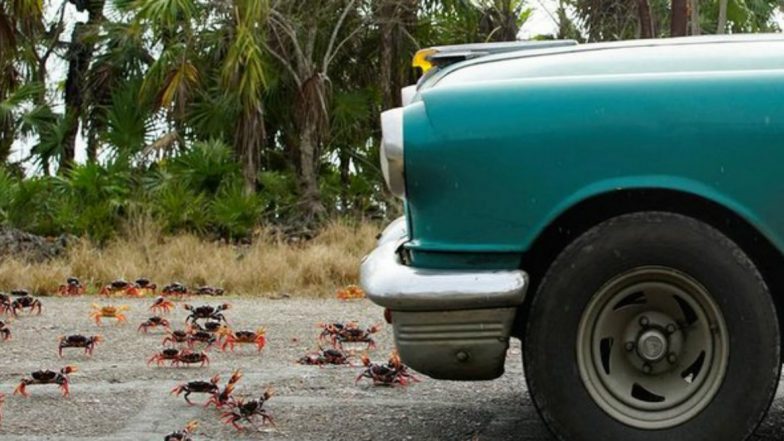 'Car Shoes' to Save Migratory Crabs from Getting Crushed Under Vehicles