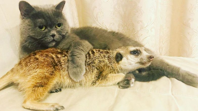 Cat and Meerkat Share Unlikely Friendship And Their Adorable Pictures Stand Proof