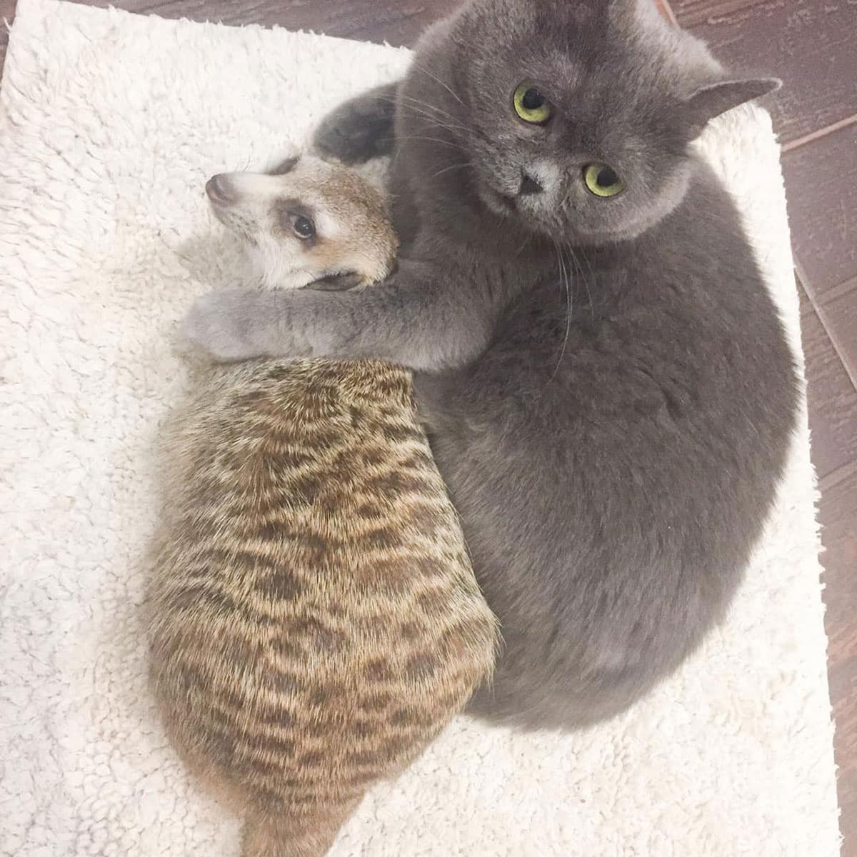 The cat and meerkat share an unlikely yet lovable friendship. The cat and meerkat share an unlikely yet lovable friendship.